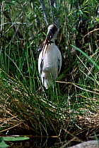 American wood stork with catfish {Mycteria americana} Everglades NP FL USA Anhinga
