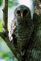Barred owl fledgling {Strix varia} Everglades NP FL USA Corkscrew swamp sanctuary
