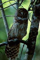 Barred owl {Strix varia} Everglades NP FL USA Corkscrew swamp sanctuary adult watching
