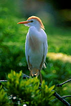 Cattle egret breeding plumage {Bubulcus ibis} Florida USA