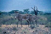 Grevy zebra and foal {Equus grevyi} Buffalo Springs, Kenya, East Africa
