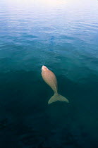 Adult Dugong surfacing to breath {Dugong dugong} Shark Bay Western Australia