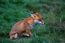 Red fox cowering {Vulpes vulpes} UK