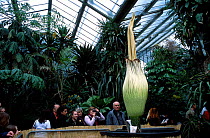 Titan arum flower {Amorphophallus titanum} Kew Gardens London UK This species has the largest unbranched flower inflorescence which smells strongly of rotting carrion.