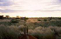 Meerkat family on alert at burrow {Suricata suricatta} Tswali Kalahari R South Africa
