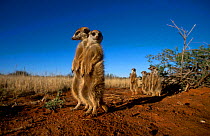 Meerkat family on alert guard {Suricata suricatta} Tswali Kalahari R South Africa