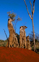 Meerkat family on guard at burrow {Suricata suricatta} Tswali Kalahari R South Africa