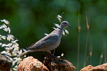 Collared dove {Streptopelia decaocto} Berecik Turkey