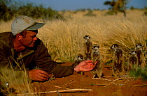 Simon King with meerkat family {Suricata suricatta} film maker on Meerkats: Part of a Team