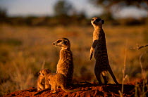 Meerkat family on alert watch {Suricata suricatta} Tswalu Kalahari Reserve South Africa
