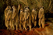 Meerkat family on alert watch {Suricata suricatta} Tswalu Kalahari Reserve South Africa . Not available for ringtone/wallpaper use.