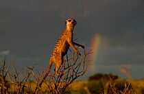 Meerkat up bush on watching duty {Suricata suricatta} Tswalu Kalahari Reserve S Africa