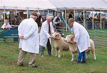 Judging Domestic sheep rams New Forest County Show Hampshire UK