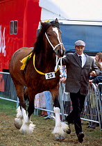 Shire horse New Forest show Hampshire UK