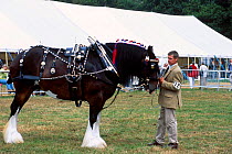 Shire horse New Forest show Hampshire UK