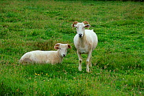Wiltshire horn ewe with lamb Cornwall UK