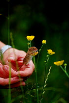 Harvet mouse {Micromys minutus} being released onto Buttercup Somerset UK