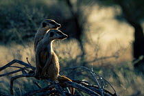 Meerkats on look out duty {Suricata suricatta} Tswalu Kalahari Reserve South Africa