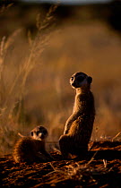 Alert Meerkat baby sitting young {Suricata suricatta} Tswalu Kalahari Reserve S Africa