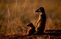 Alert Meerkat baby sitting young {Suricata suricatta} Tswalu Kalahari Reserve S Africa