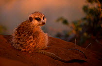 Meerkat at rest {Suricata suricatta} Tswalu Kalahari Reserve South Africa