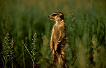 Alert Meerkat on hind legs {Suricata suricatta} Tswalu Kalahari Reserve South Africa