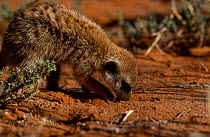 Meerkat digging for food {Suricata suricatta} Tswalu Kalahari Reserve South Africa
