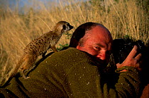 Simon King with Meerkat on his back {Suricata suricatta} Tswalu Kalahari Reserve South Africa