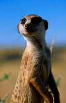 Portrait of alert Meerkat {Suricata suricatta} Tswalu Kalahari Reserve South Africa