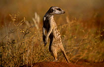 Profile of alert Meerkat {Suricata suricatta} Tswalu Kalahari Reserve South Africa