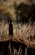 Backlit alert Meerkat on mound {Suricata suricatta} Tswalu Kalahari Reserve South Africa