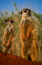 Alert Meerkats on hind legs {Suricata suricatta} Tswalu Kalahari Reserve South Africa