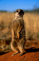 Meerkat on alert watch {Suricata suricatta} Tswalu Kalahari Reserve South Africa