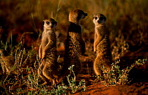 Meerkats on watch duty {Suricata suricatta} Tswalu Kalahari Reserve South Africa