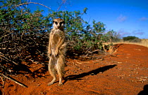 Meerkat up on hind legs {Suricata suricatta} Tswalu Kalahari Reserve South Africa