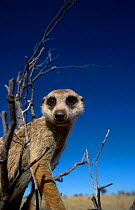 Meerkat looking into lens {Suricata suricatta} Tswalu Kalahari Reserve South Africa
