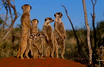 Meerkats on guard at burrow {Suricata suricatta} Tswalu Kalahari Reserve South Africa  NOT AVAILABLE for German calendar use in 2012 / 2013.