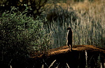 Meerkat on guard at burrow {Suricata suricatta} Tswalu Kalahari Reserve South Africa