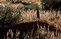 Meerkat on look out duty {Suricata suricatta} Tswalu Kalahari Reserve South Africa