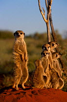 Meerkat family warming up in sun {Suricata suricatta} Tswalu Kalahari Reserve South Africa