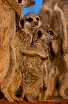 Young Meerkats huddling together {Suricata suricatta} Tswalu Kalahari Reserve S Africa . Not available for ringtone/wallpaper use.