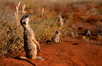Meerkat looking up to sky {Suricata suricatta} Tswalu Kalahari Reserve South Africa