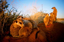 Meerkat family group at burrow {Suricata suricatta} Tswalu Kalahari Reserve South Africa