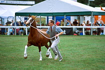 Welsh stallion New Forest show Hampshire UK