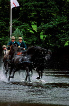 HRH Prince Philip driving Fell pony team through water Lowther Cumbria UK