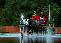 Horse driving team splashing through water Lowther driving trials Cumbria UK