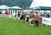 Coloured pony class New Forest show Hampshire UK