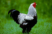 Domestic cock Dark Brahma breed Dorset UK