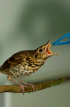 Song thrush fledgling being fed mealworm {Turdus philomelos} Somerset UK