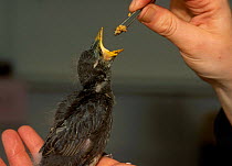 Common starling fledgling being hand fed {Sturnus vulgaris} Somerset UK